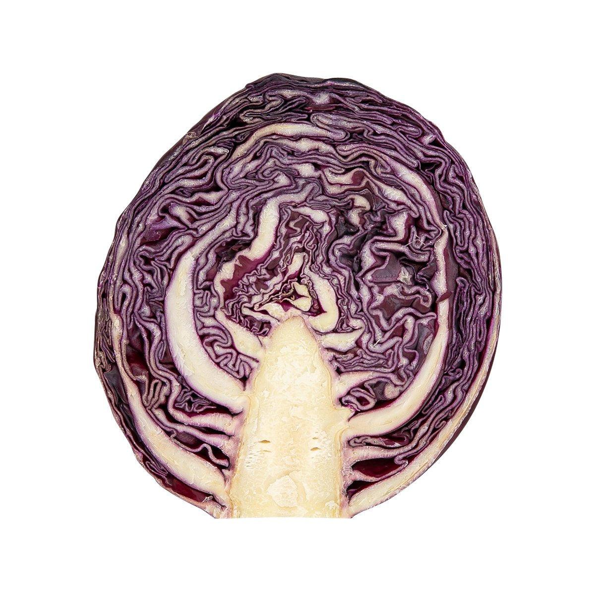 Belgian red cabbage half, purple leaves with pale core
