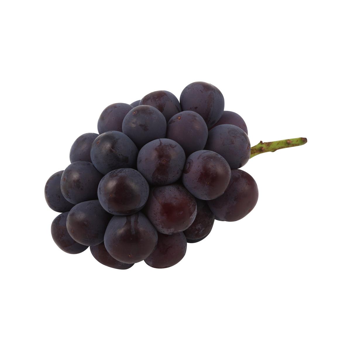 Japanese Pione grape bunch, dark purple grapes on the vine