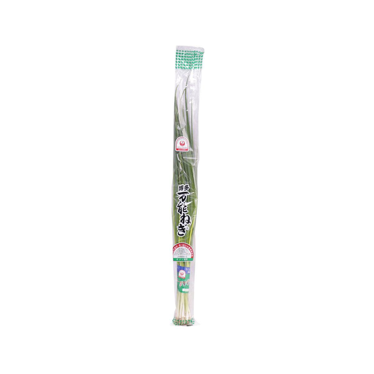 Spring onion bundle in clear plastic pack, long green stalks and white roots