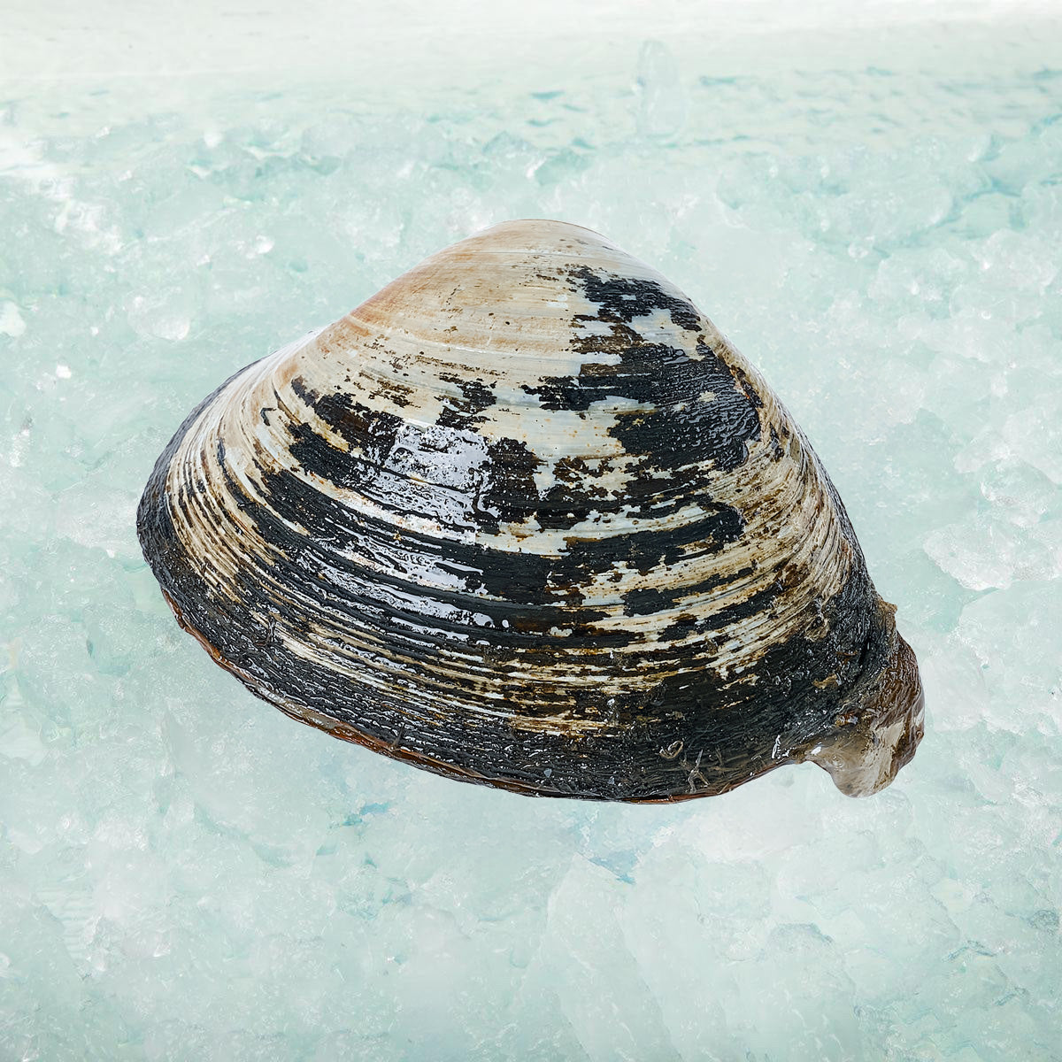 Live hard clam shell with beige and black striped pattern