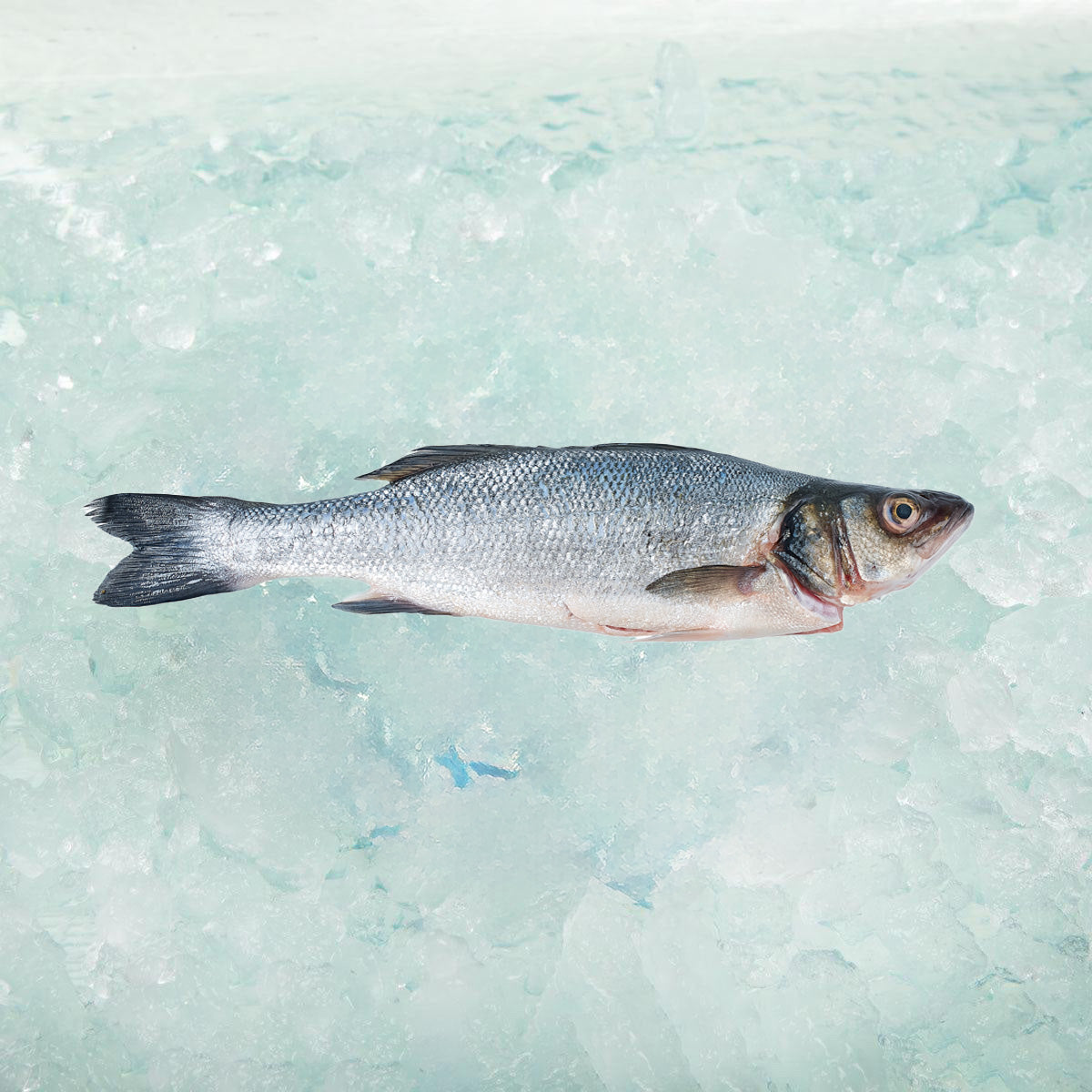 Whole farmed sea bass fish, silver-blue with pinkish belly
