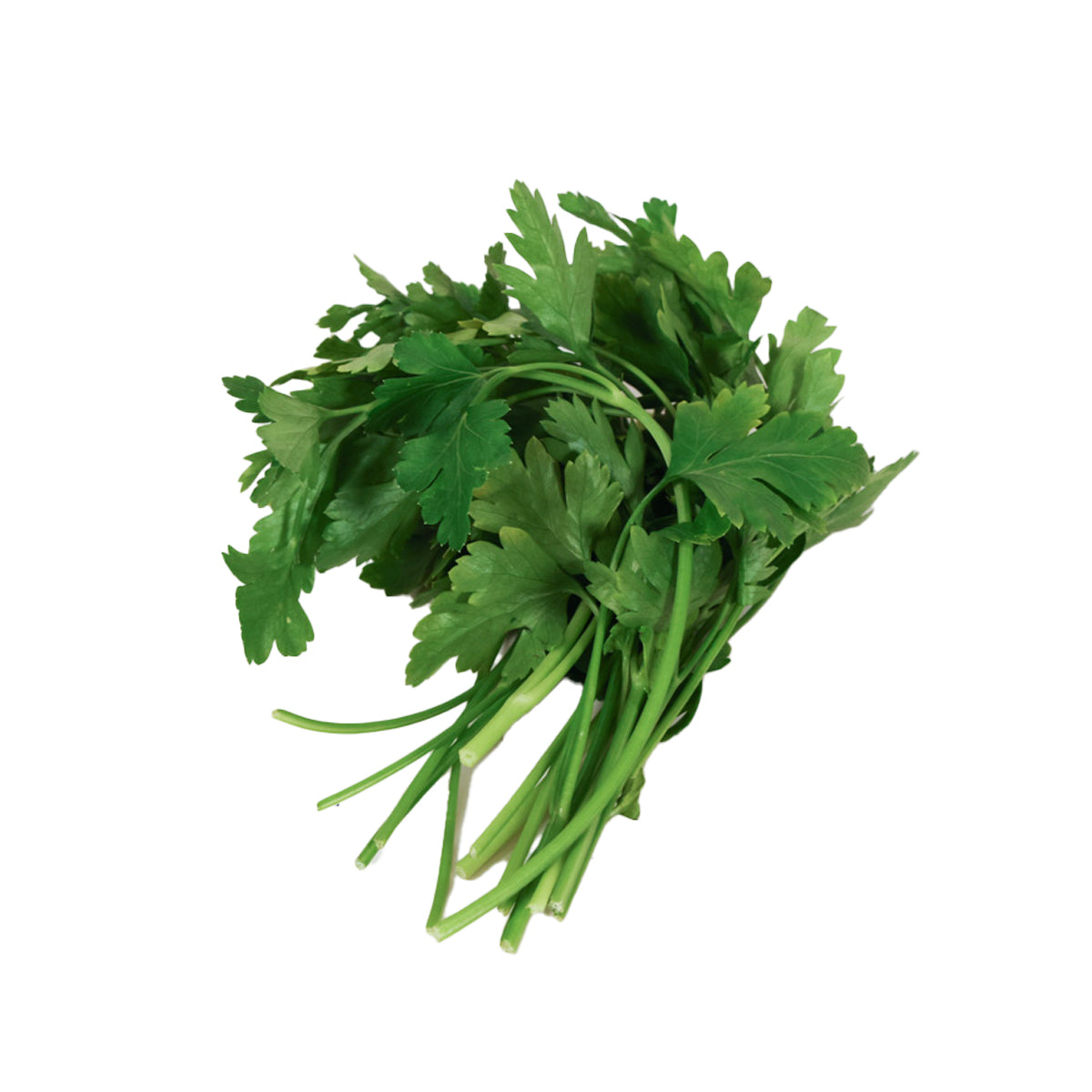 Fresh flat-leaf parsley bunch, bright green stems and leaves