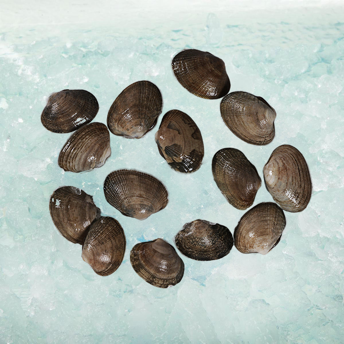 Live Manila clams, dark brown shells, scattered pieces (300 g)