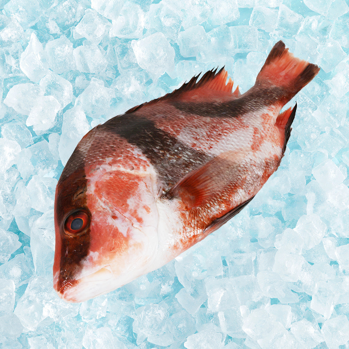 Whole blacktip grouper with red fins and speckled sides, pre-pack (700g)