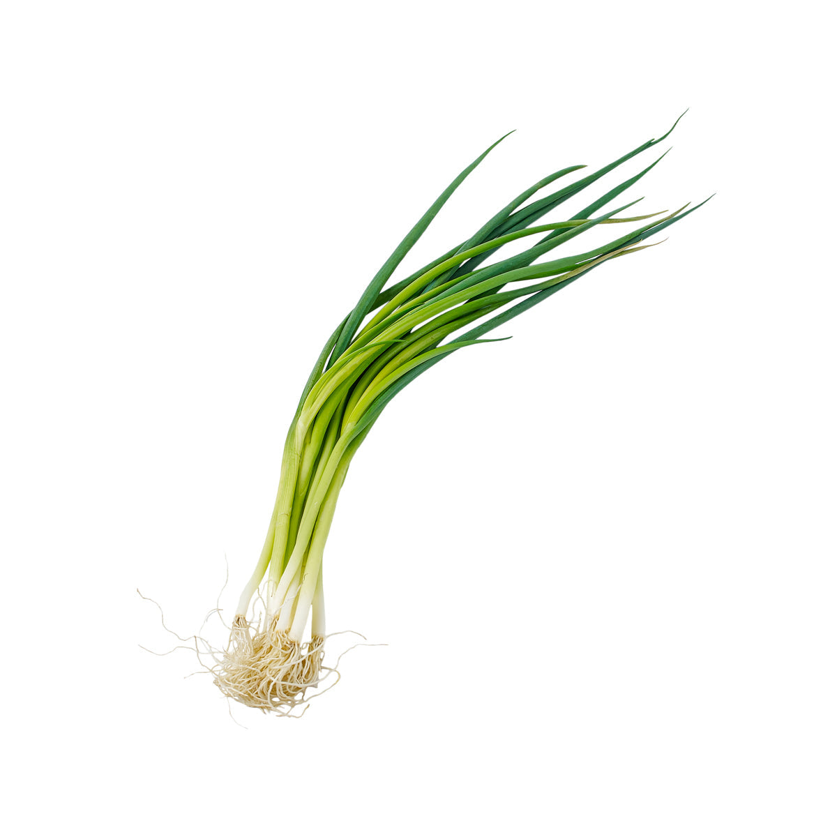 Fresh green spring onion bunch with white roots