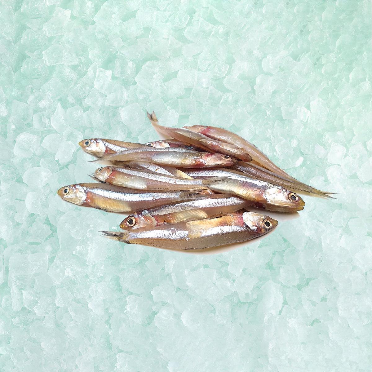 Salted smelt fish with roe, six small whole fish on ice