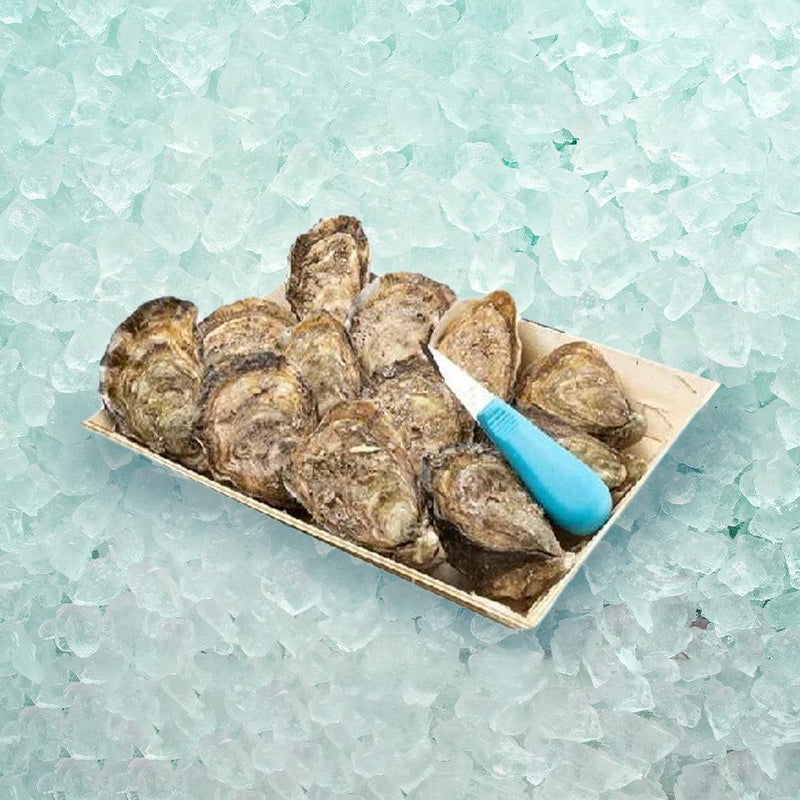 KRYSTALE French Krystale Oyster Nr.2  (12pcs)