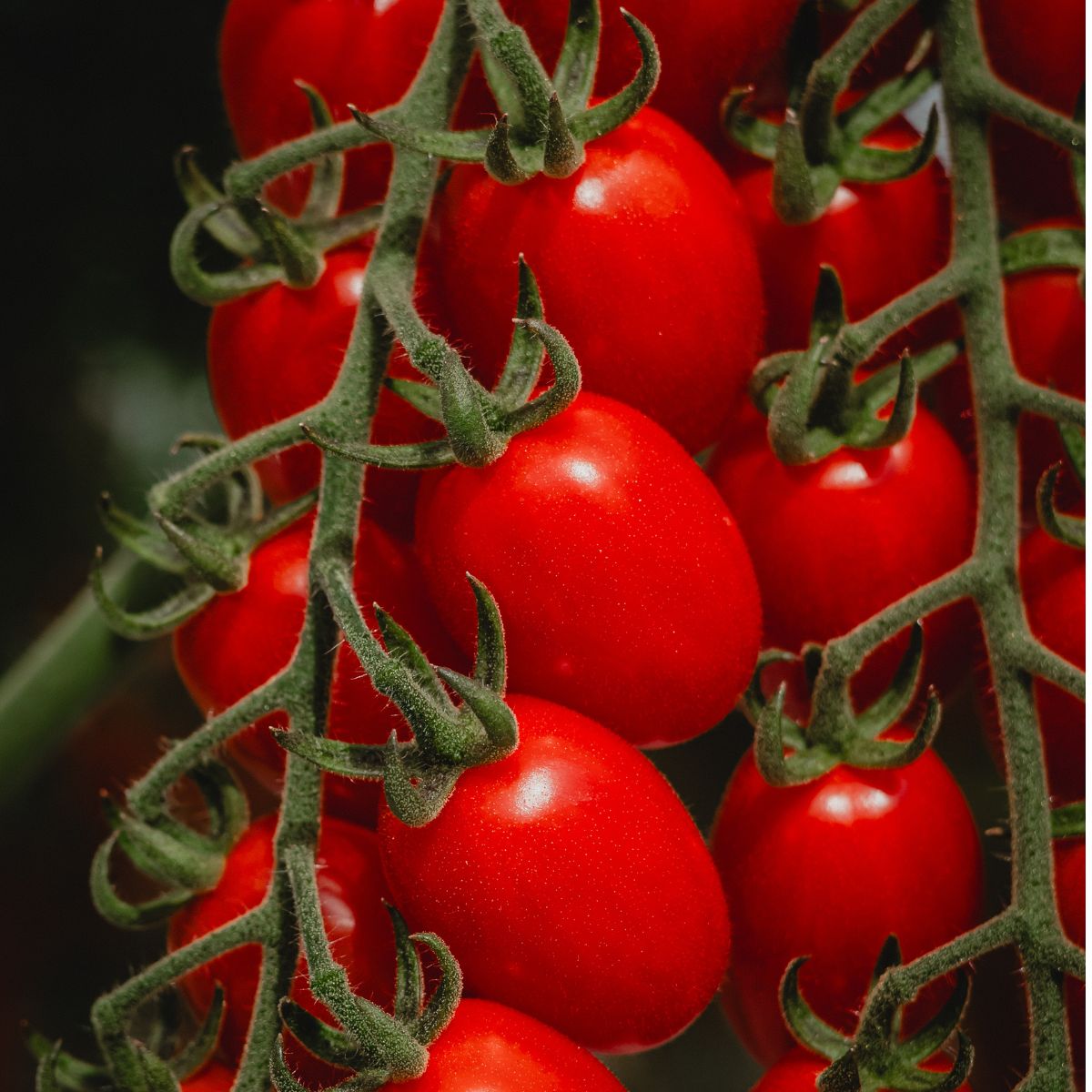 Close-up of red vine cherry tomatoes on stems