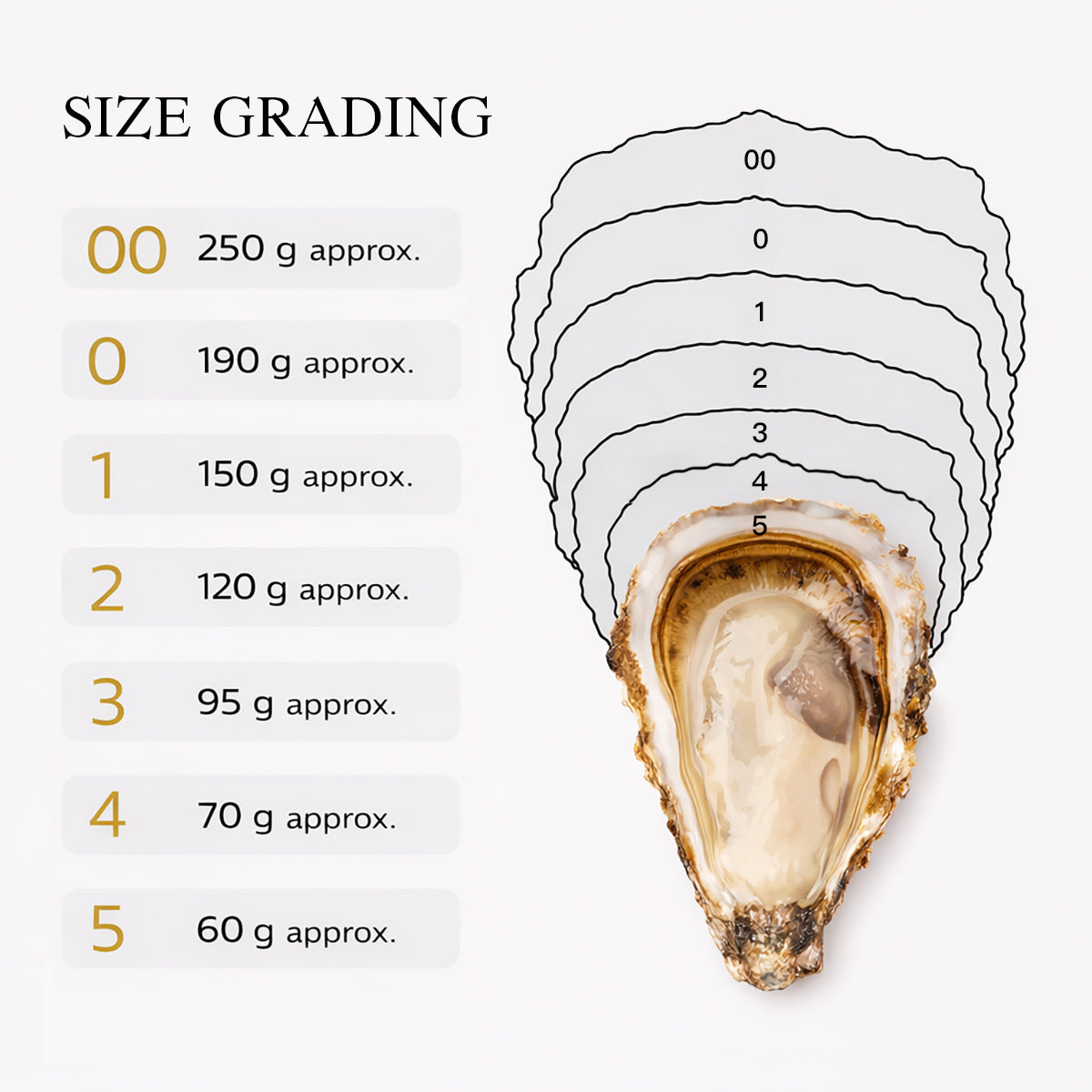 Oyster size grading chart with weight ranges for sizes 00–5