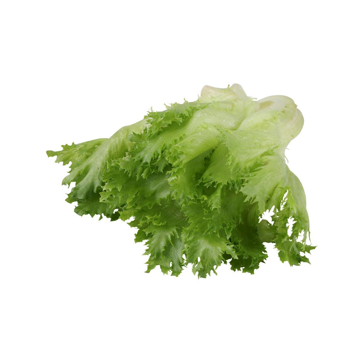 Hydroponic frill lettuce, loose bright green leaves