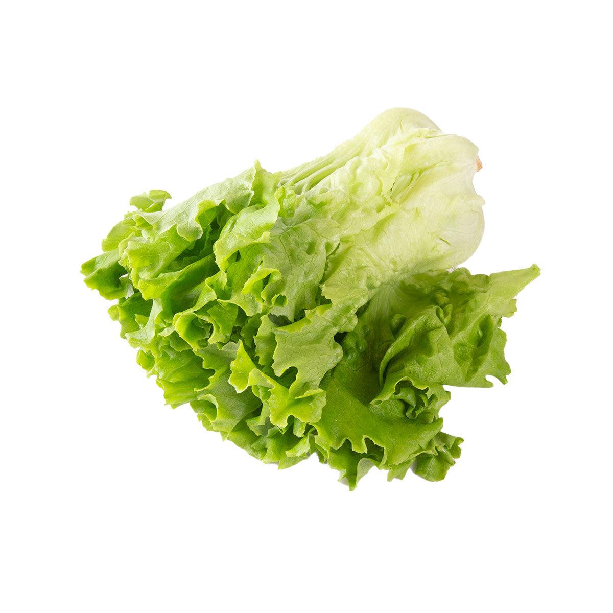 Fresh hydroponic pleated lettuce with loose green leaf heads