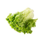 Fresh hydroponic pleated lettuce with loose green leaf heads
