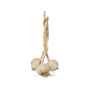 Fresh garlic bulbs with papery skins and roots