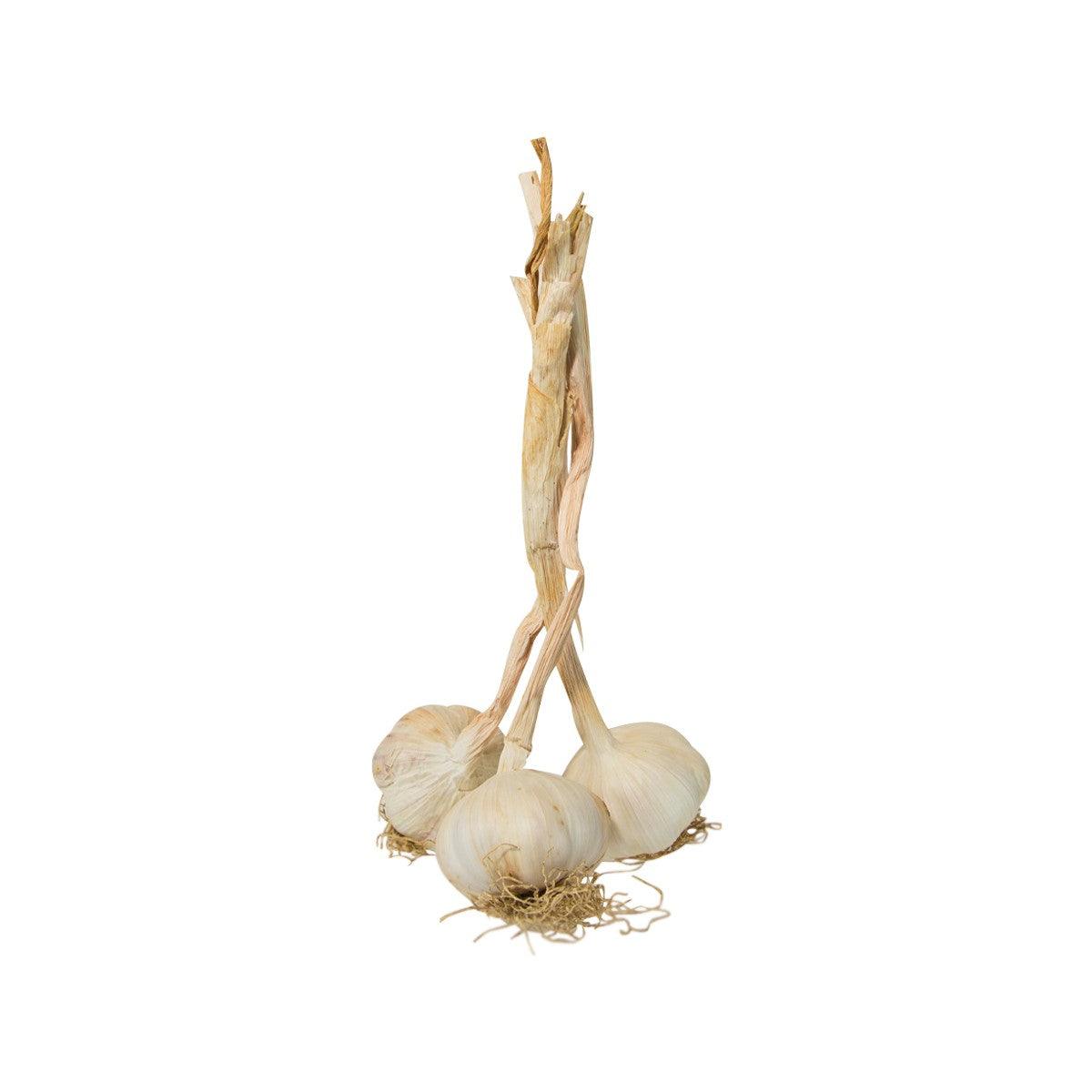 Fresh garlic bulbs with papery skins and roots
