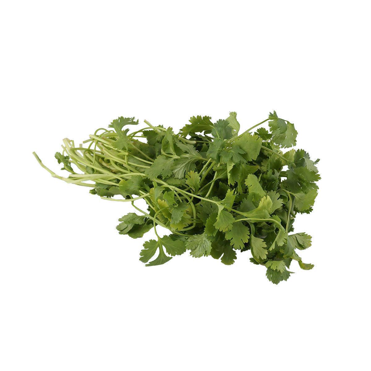 Fresh Kenyan coriander bunch with bright green leaves and stems