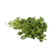 Fresh Kenyan coriander bunch with bright green leaves and stems