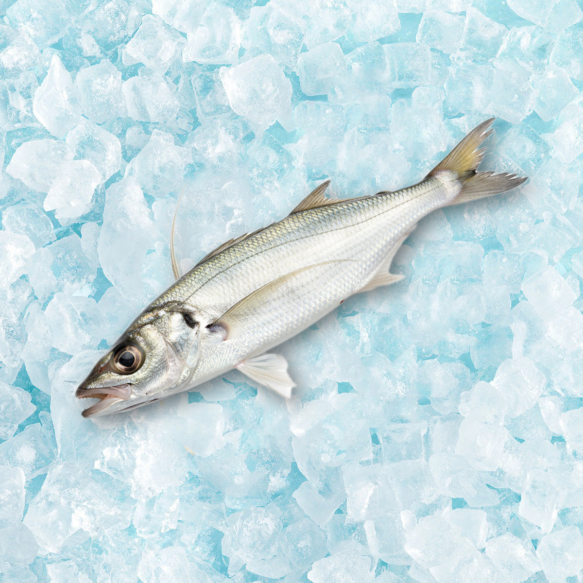 Frozen salted threadfin fish, whole on ice