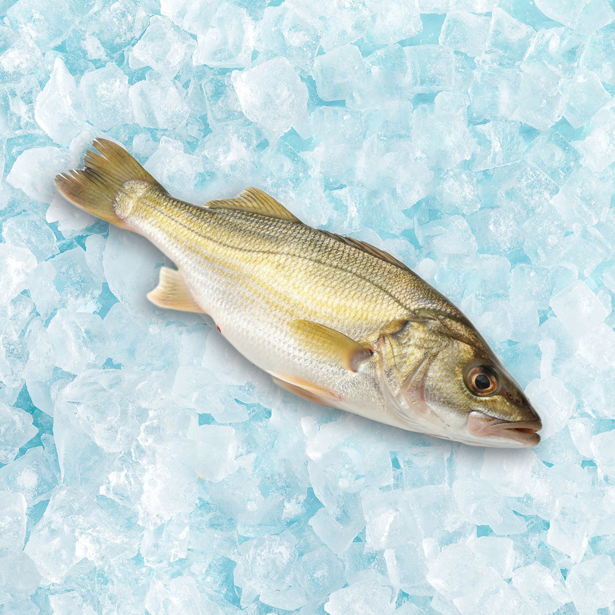 Whole frozen salted yellow croaker fish with silver belly and visible scales