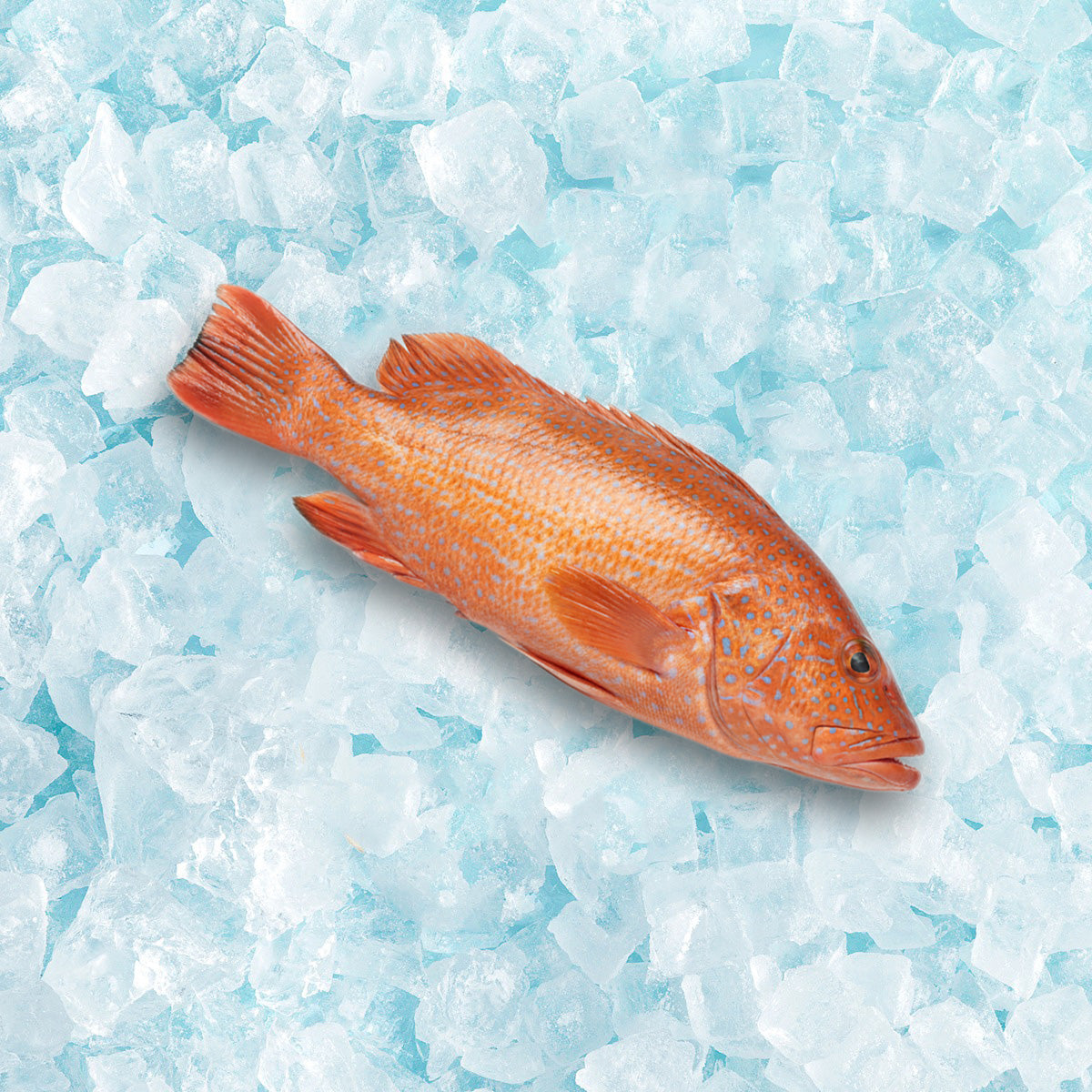 Frozen coral grouper fish, whole orange speckled body on ice