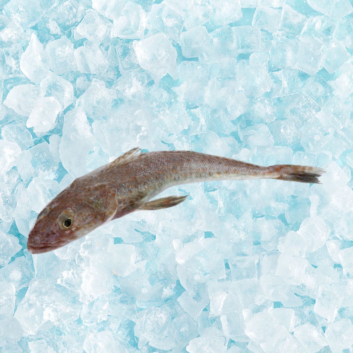 Frozen flathead fish on ice, mottled brown body and tail