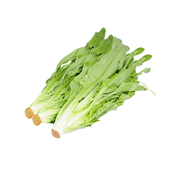Baby leaf lettuce bundle with bright green leaves and trimmed pale stems