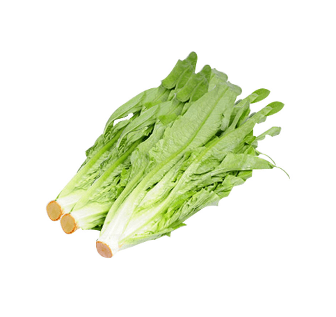 Baby leaf lettuce bundle with bright green leaves and trimmed pale stems