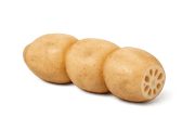 Chinese lotus root, sliced segments with hollow end