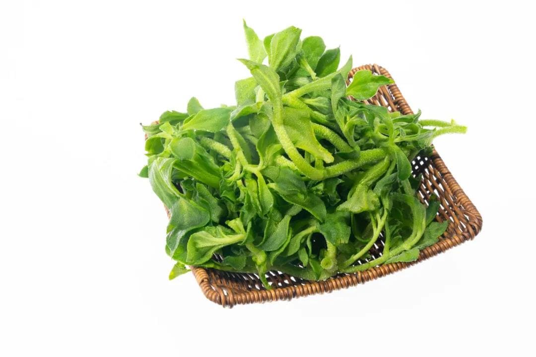 Chinese ice plant live leaves in woven basket, bright green foliage