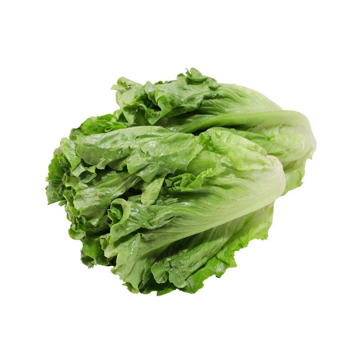 Organic Chinese lettuce bunch, fresh leafy green leaves