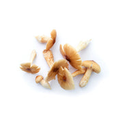 Fresh termite mushrooms, tan caps and stems in a small pile