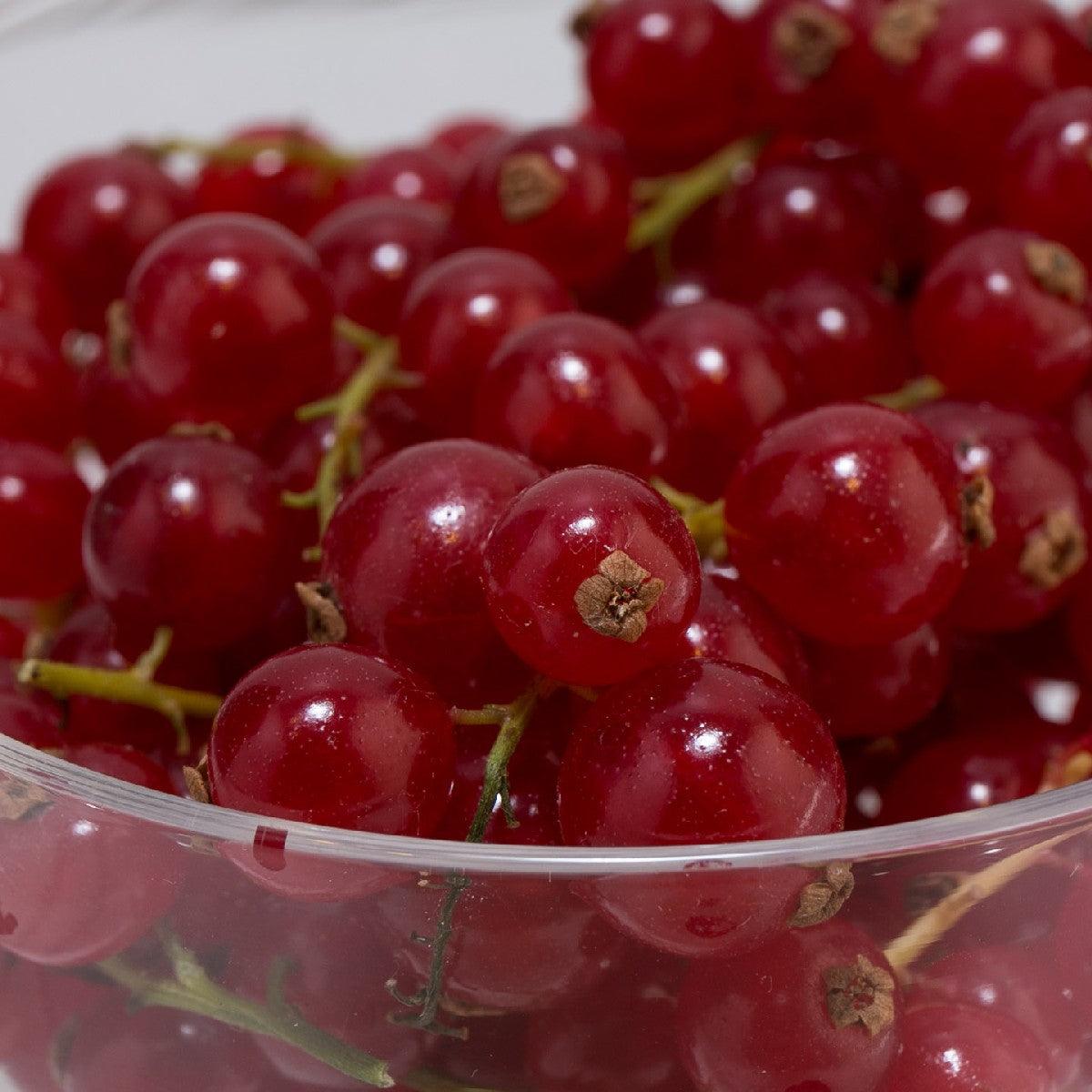 Close-up of glossy red currants with stems and berry clusters