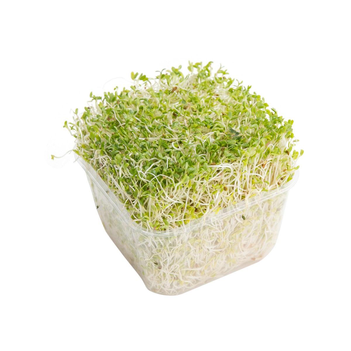 Alfalfa sprouts in clear plastic tray