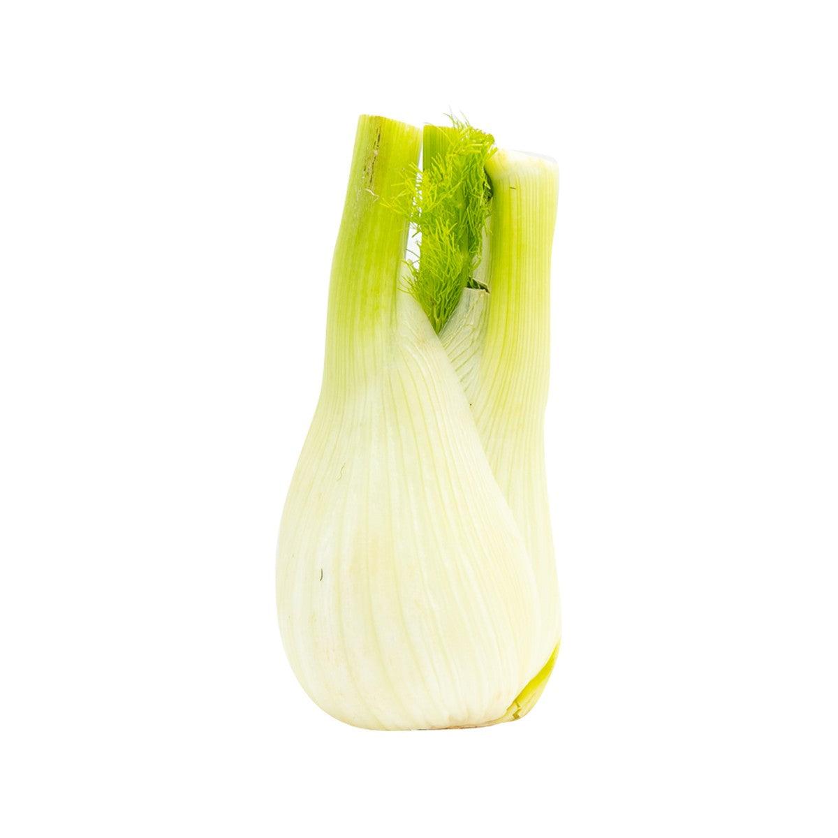 Fresh fennel bulb, pale green with trimmed stalks