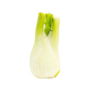 Fresh fennel bulb, pale green with trimmed stalks