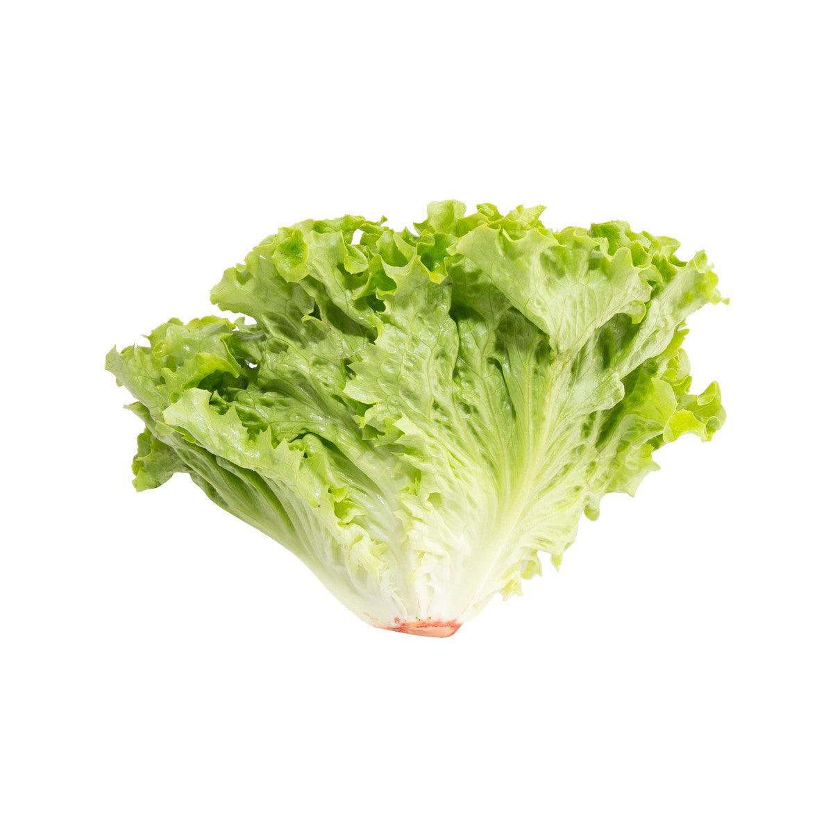 Fresh green French batavia lettuce head with ruffled leaves