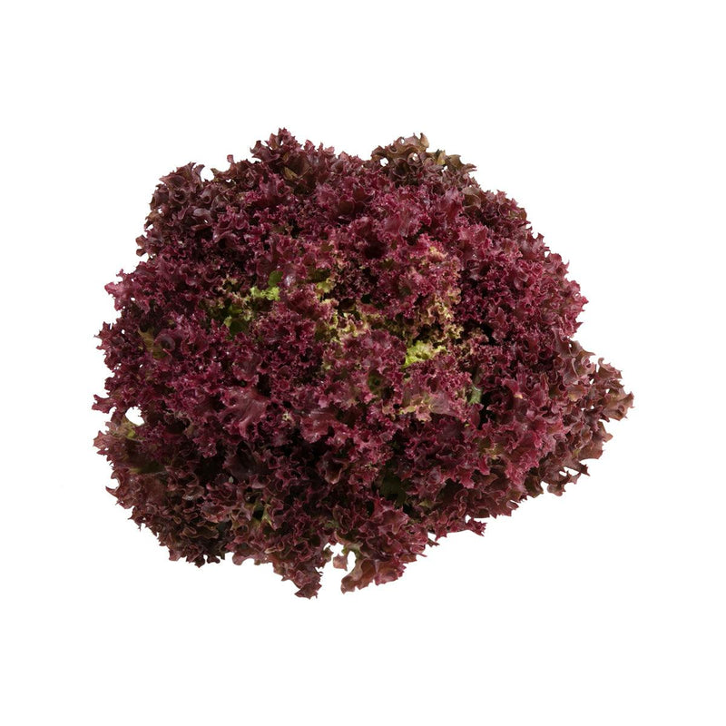 French Lollo Rosa Lettuce  (170g)