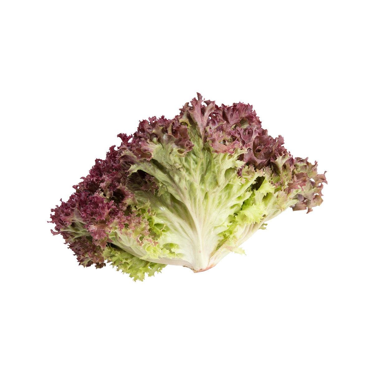Red and green curly-leaf French lettuce, fresh leafy head