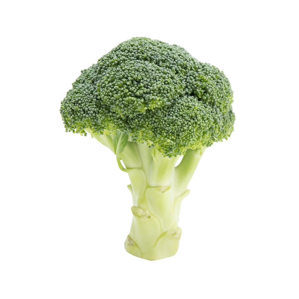 Fresh green broccoli crown with short stem, whole vegetable