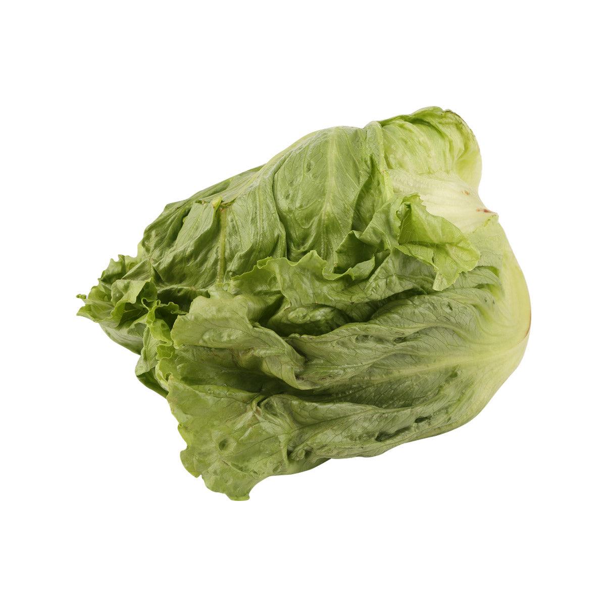 Green leafy Japanese lettuce head, fresh whole vegetable