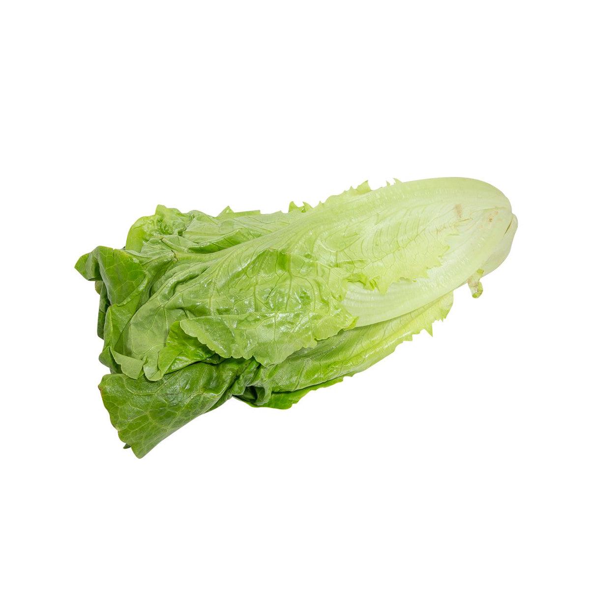 Organic Chinese lettuce, fresh leafy green bundle