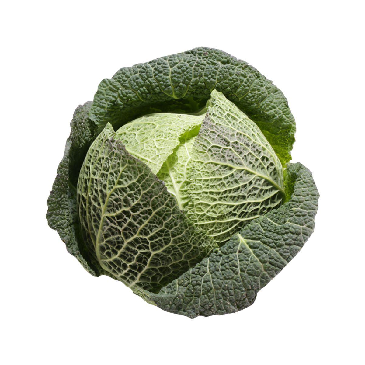 Savoy cabbage head with crinkled green leaves