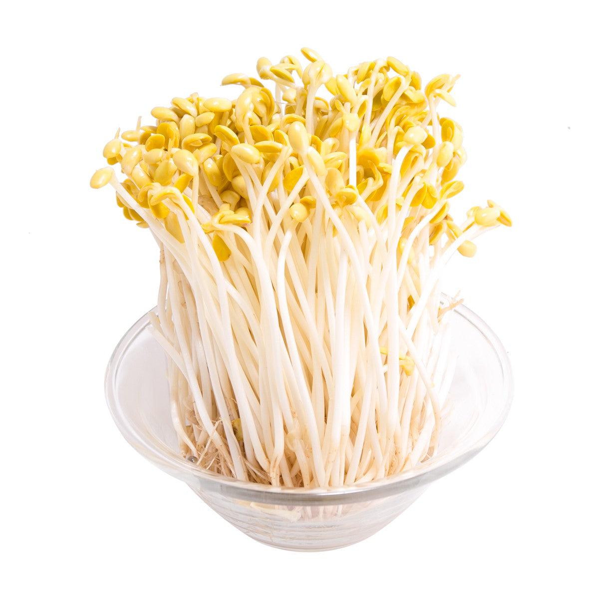 Organic soya bean sprouts in clear plastic tub, 400g