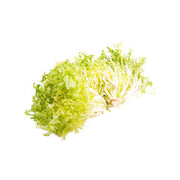 Spanish frisee lettuce, light green curly leaves