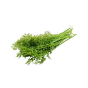 Fresh green dill herb bundle with feathery leaves and long stems