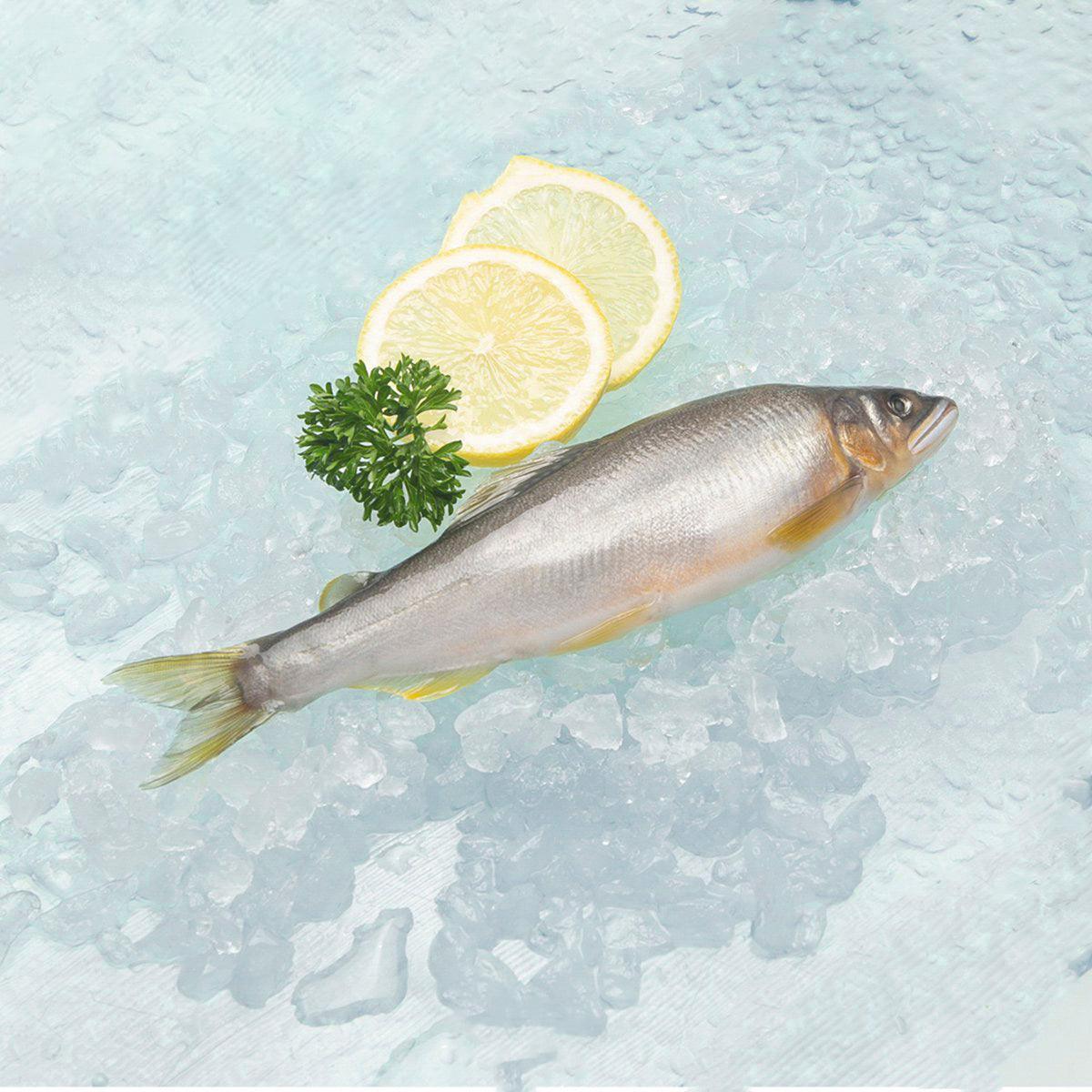 Chilled sweetfish (ayu) whole on ice with lemon slice and parsley garnish