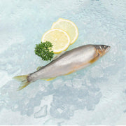Chilled sweetfish (ayu) whole on ice with lemon slice and parsley garnish