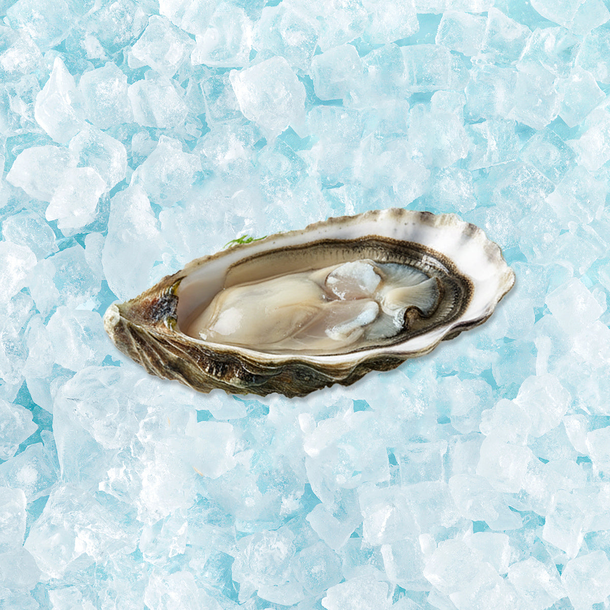 SAINT KERBER French Fine de Claire oyster, open shell with creamy meat