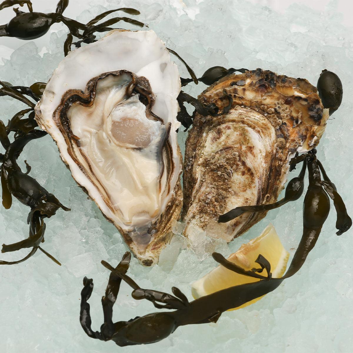 Opened oyster shell with pearly interior and rough dark exterior