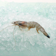 Frozen angel prawn on ice, 20/30 size