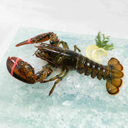 Live Canadian lobster on crushed ice, whole; claws and tail visible
